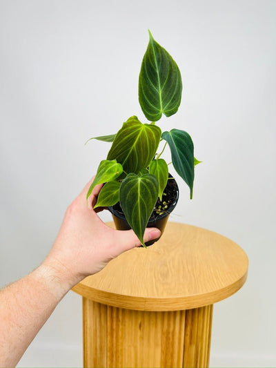 Philodendron Melanochrysum x Verrucosum - Splendid | Uprooted