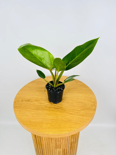 Philodendron Melinonii | Uprooted