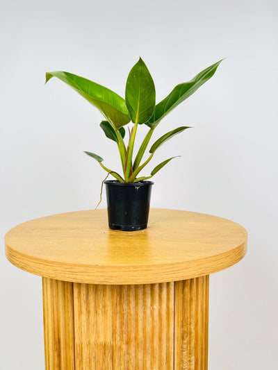 Philodendron Melinonii | Uprooted