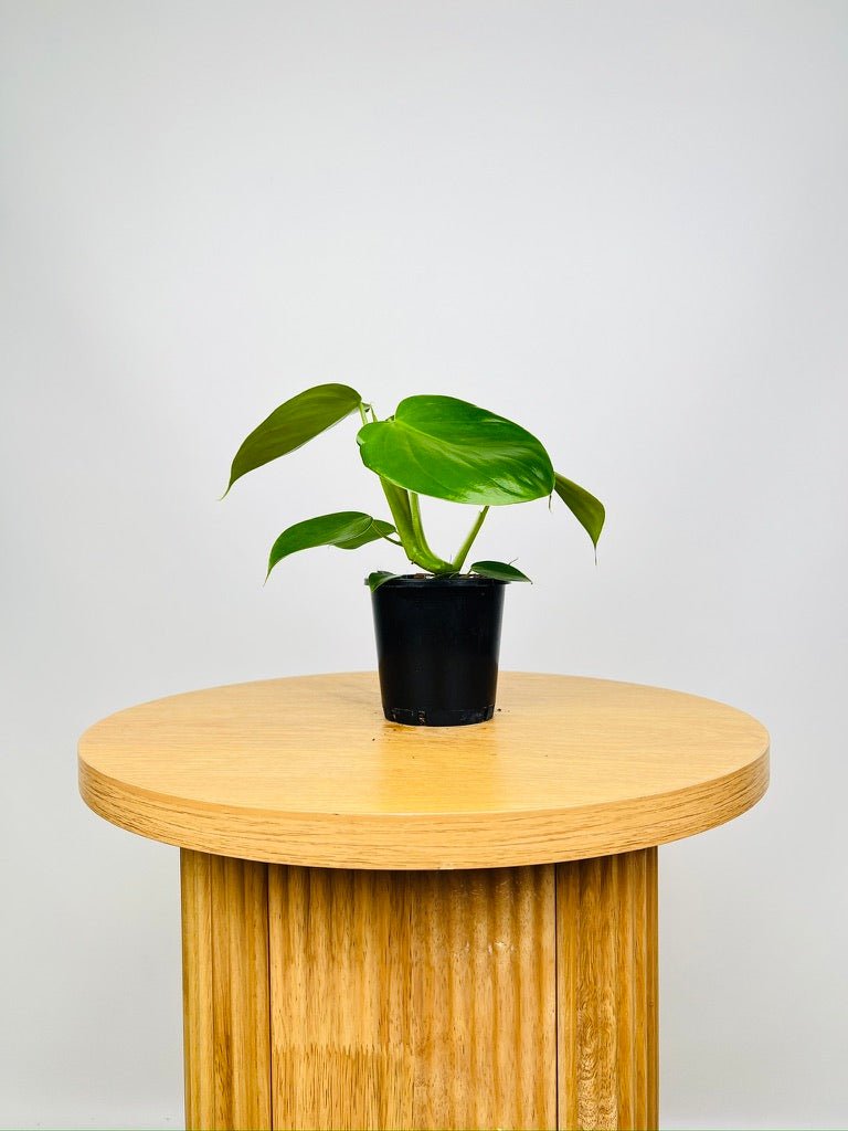 Philodendron Microstictum - NOID | Uprooted