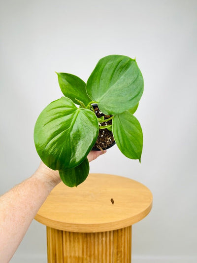 Philodendron Microstictum - NOID | Uprooted