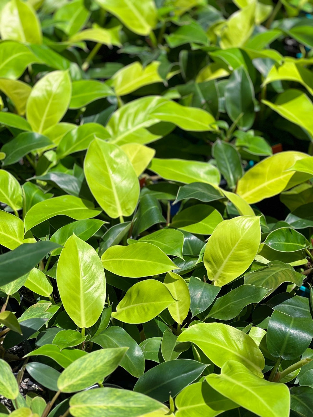 philodendron imperial gold vs moonlight Philodendron Moonlight | Uprooted