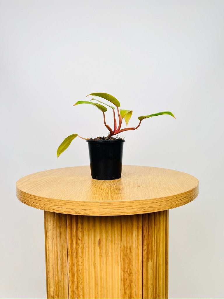 Philodendron Painted Lady | Uprooted