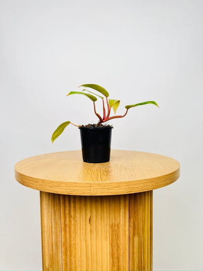 Philodendron Painted Lady | Uprooted