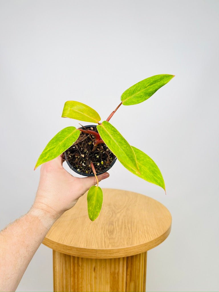 Philodendron Painted Lady | Uprooted