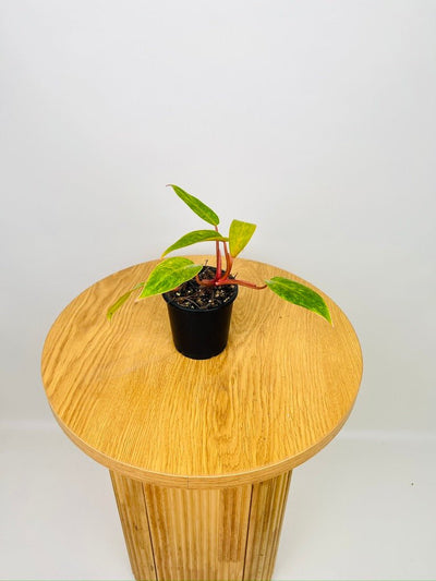 Philodendron Painted Lady | Uprooted