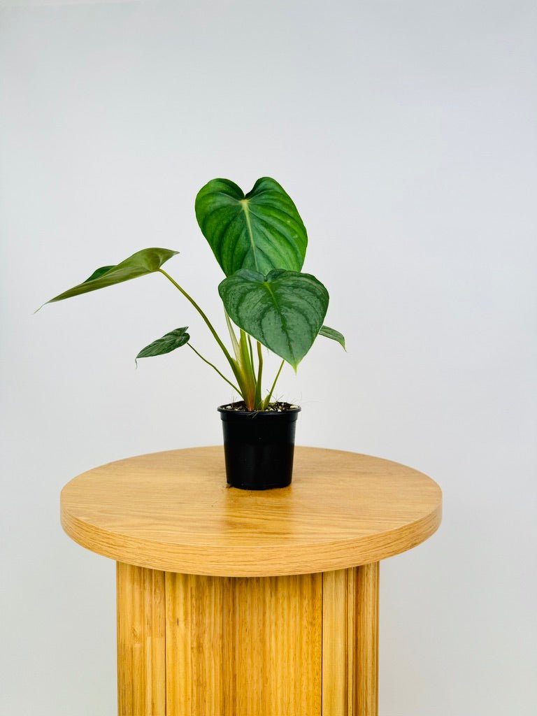 Philodendron Pastazanum Silver | Uprooted