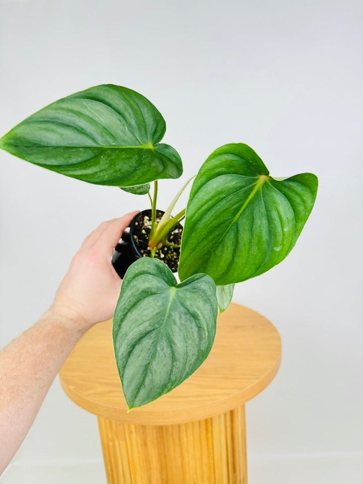 Philodendron Pastazanum Silver | Uprooted