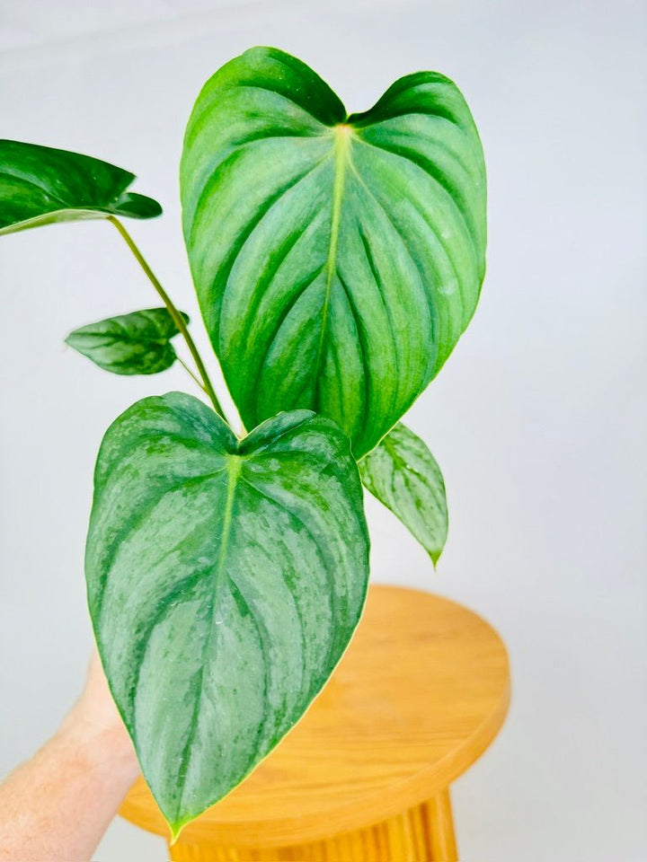 Philodendron Pastazanum Silver | Uprooted