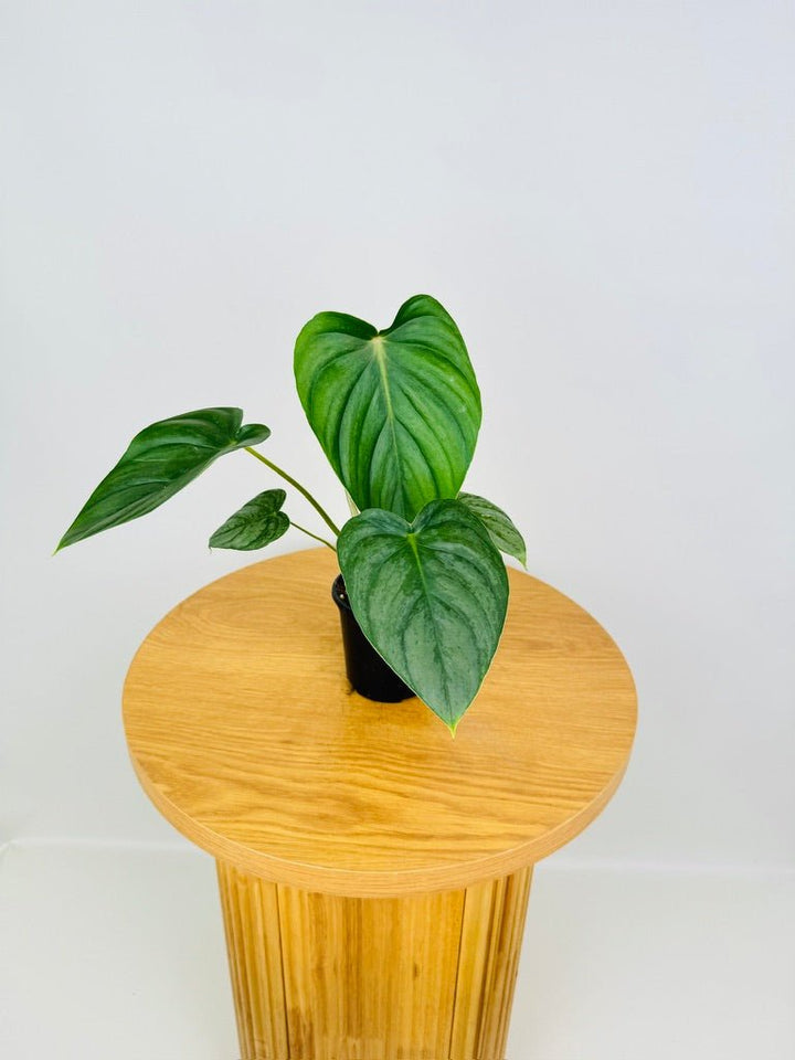 Philodendron Pastazanum Silver | Uprooted