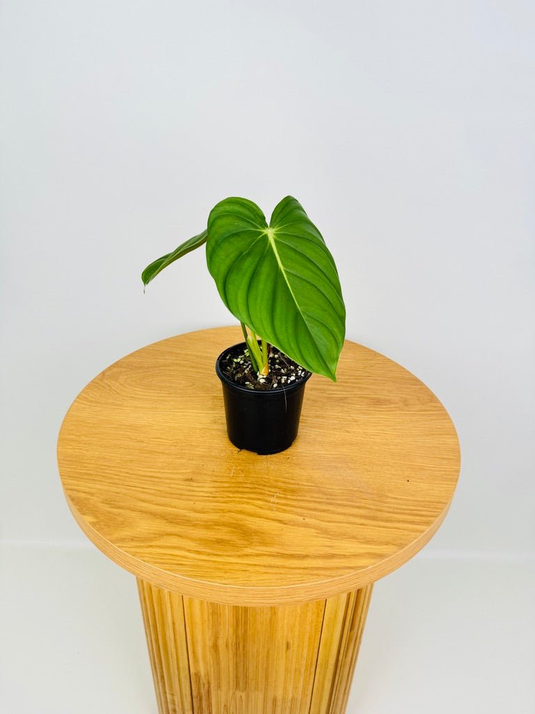 philodendron pastazanum australia Philodendron Pastazanum | Uprooted