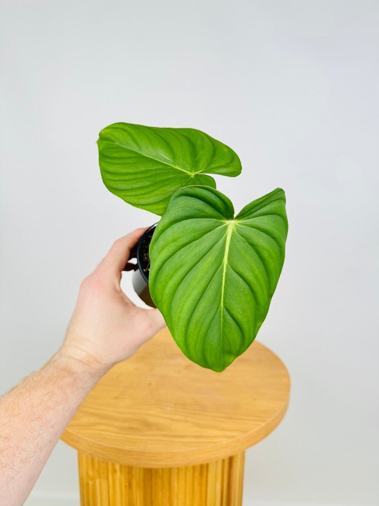 philodendron pastazanum australia Philodendron Pastazanum | Uprooted