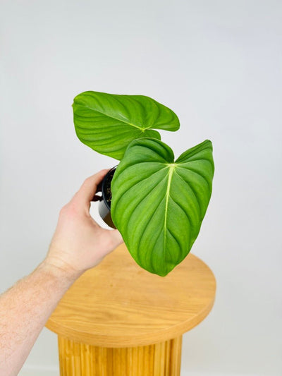 Philodendron Pastazanum | Uprooted