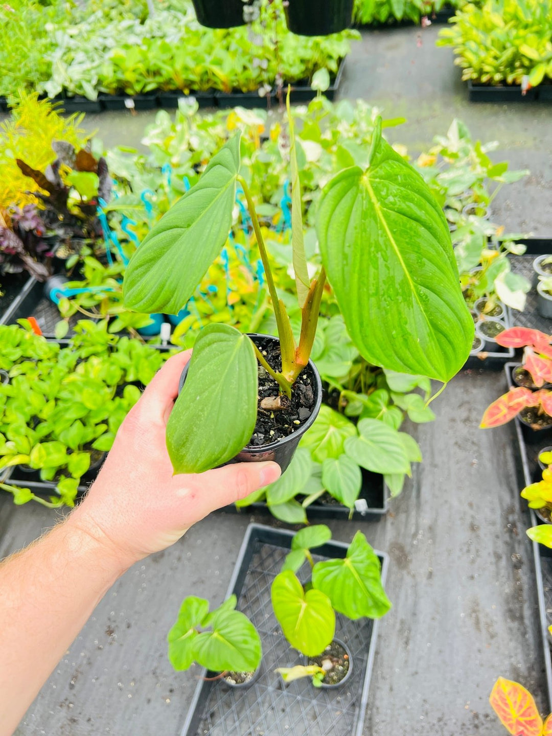 philodendron gloriosum x pastazanum Philodendron Pastazanum X Gloriosum | Uprooted