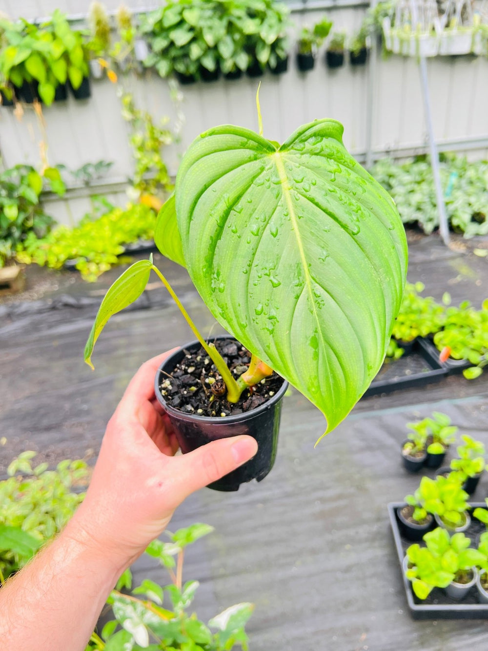 philodendron gloriosum x pastazanum Philodendron Pastazanum X Gloriosum | Uprooted