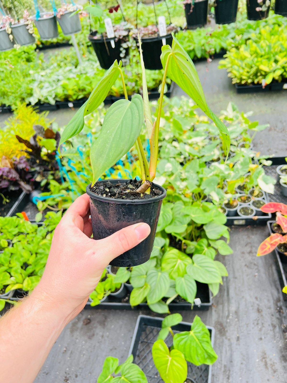 philodendron gloriosum x pastazanum Philodendron Pastazanum X Gloriosum | Uprooted