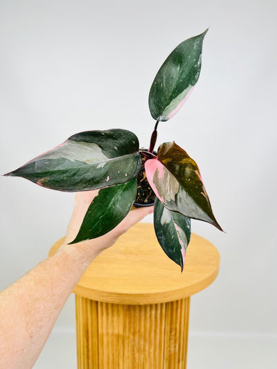 Philodendron Pink Princess | Uprooted