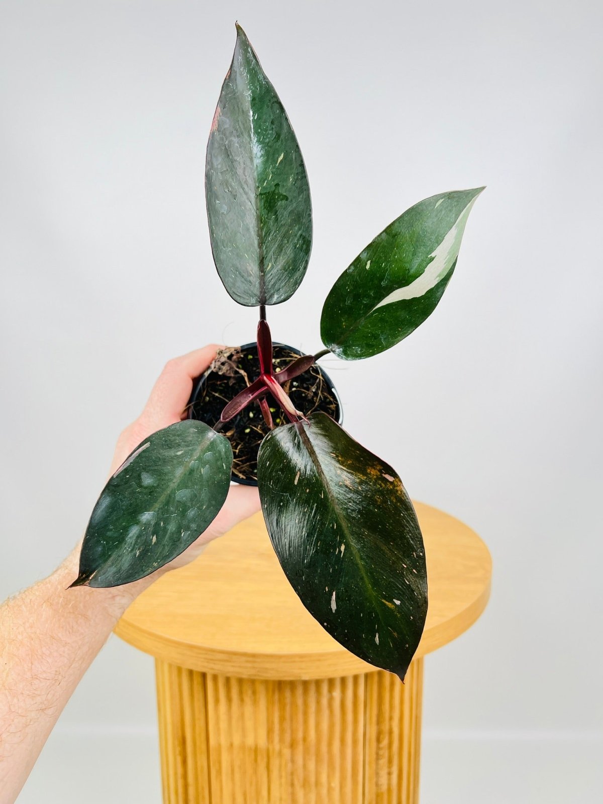 Philodendron Pink Princess | Uprooted