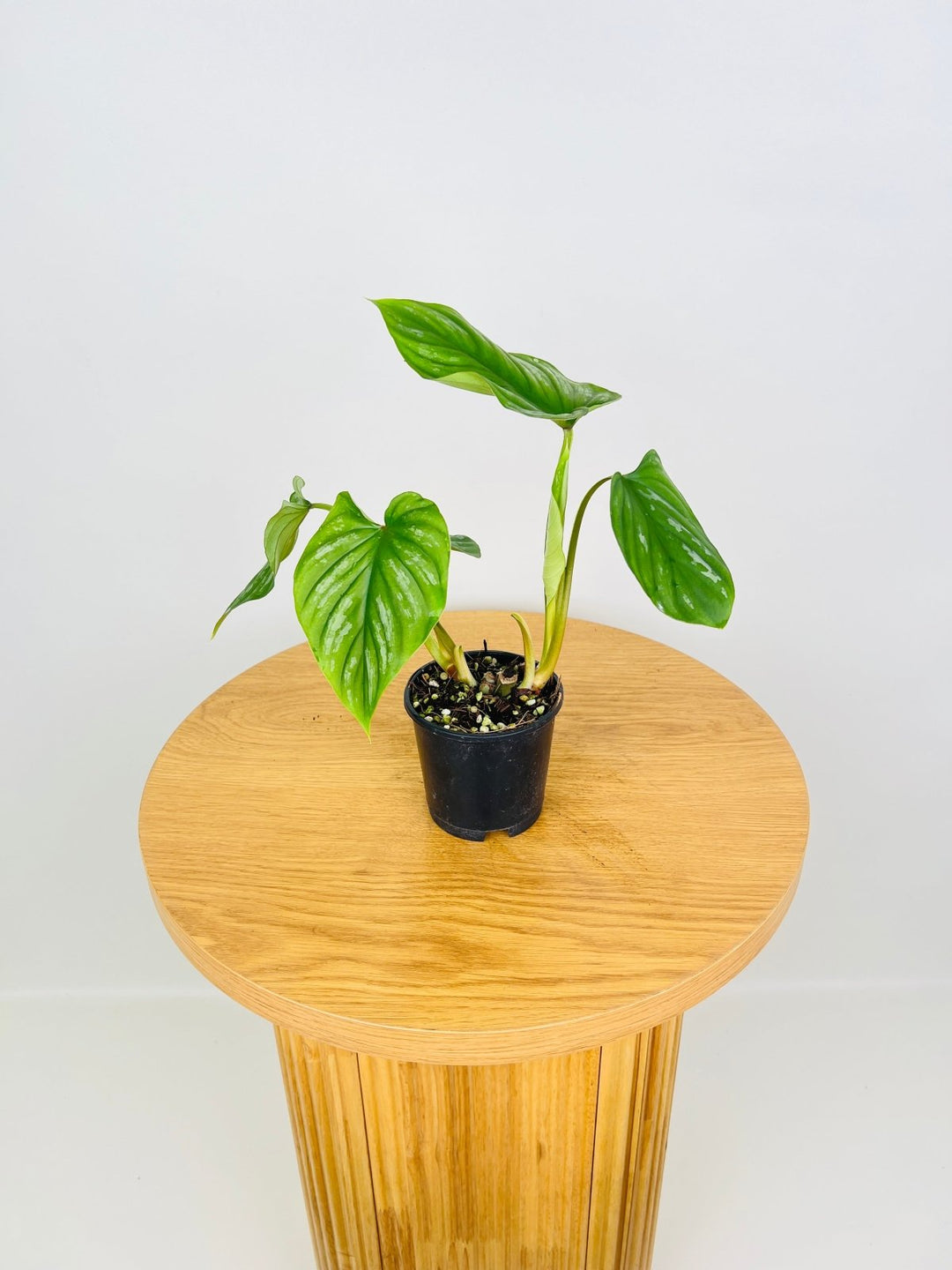 philodendron narrow form Philodendron Plowmanii Narrow Form | Uprooted