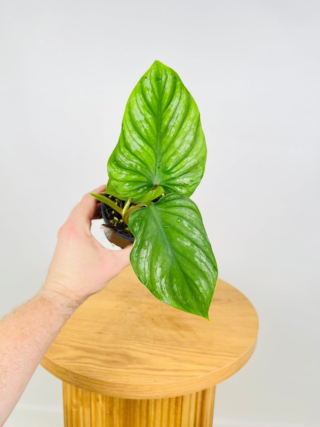philodendron plowmanii for sale Philodendron Plowmanii Narrow Form | Uprooted