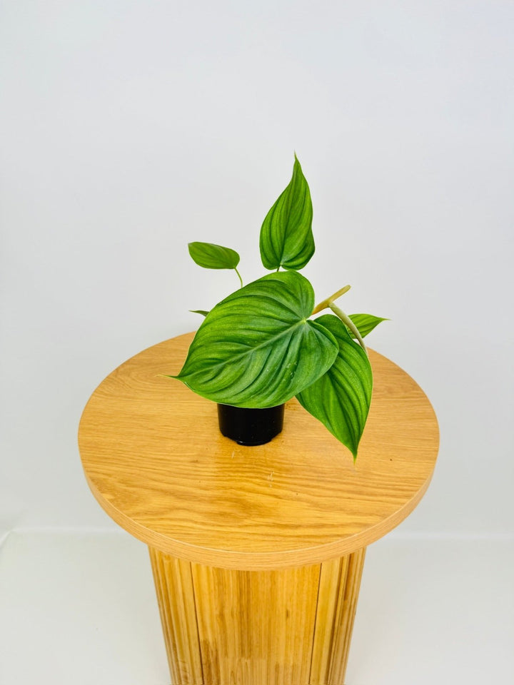 philodendron plowmanii stem Philodendron Plowmanii X Tenue | Uprooted