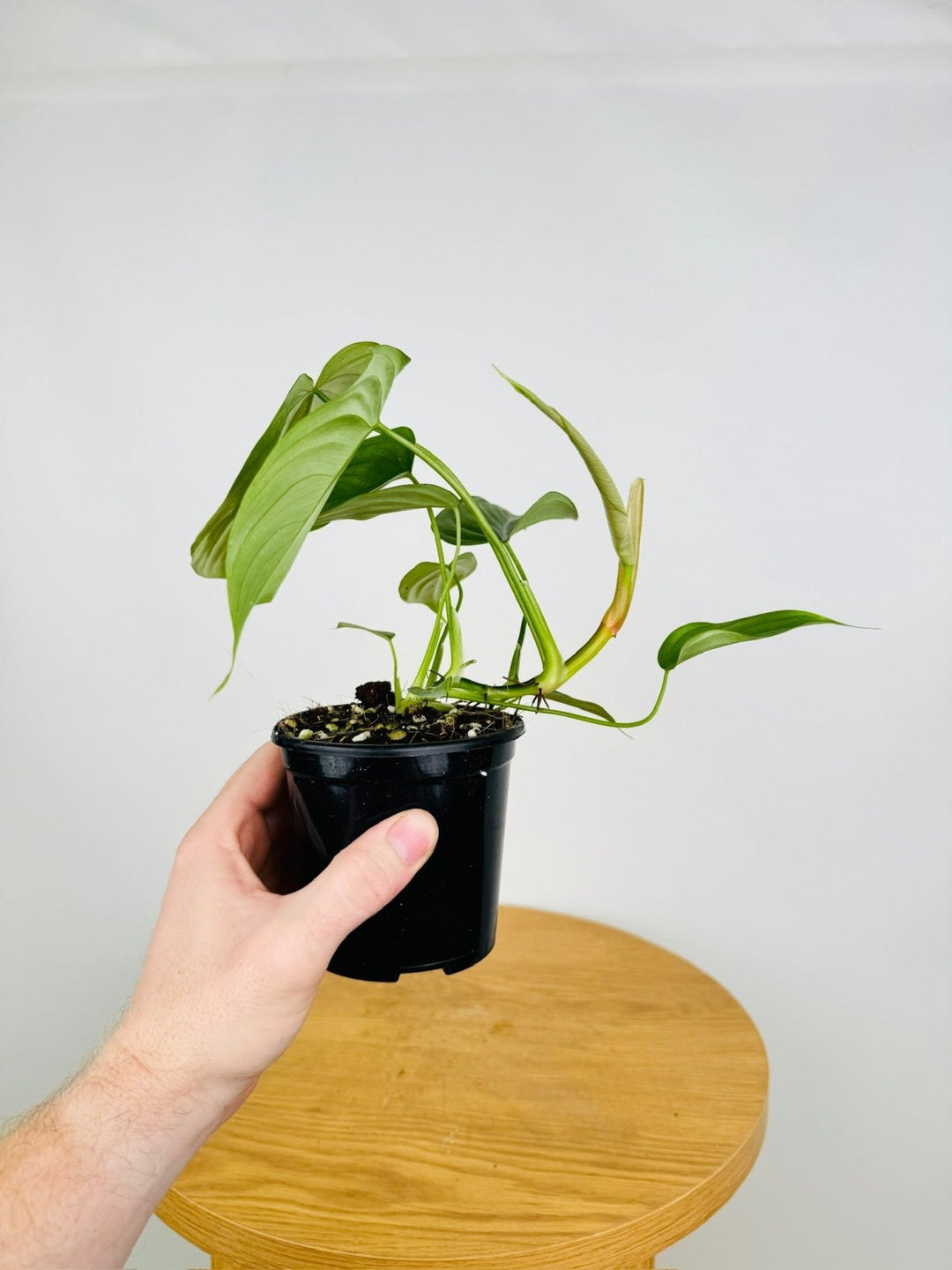 philodendron plowmanii x tenue Philodendron Plowmanii X Tenue | Uprooted
