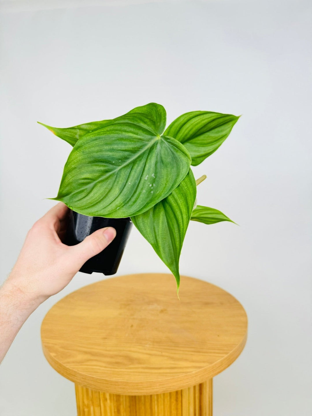 philodendron tenue mature Philodendron Plowmanii X Tenue | Uprooted