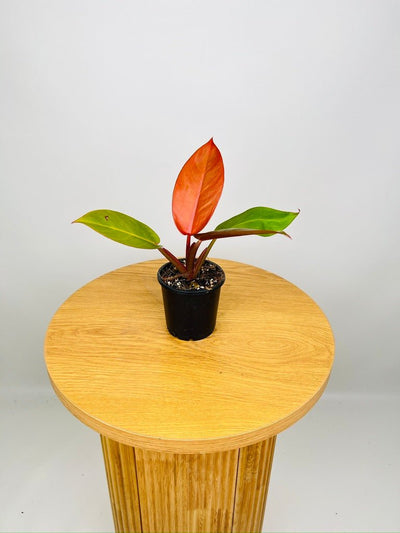 Philodendron Prince of Orange | Uprooted