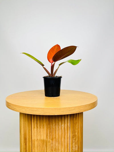 Philodendron Prince of Orange | Uprooted