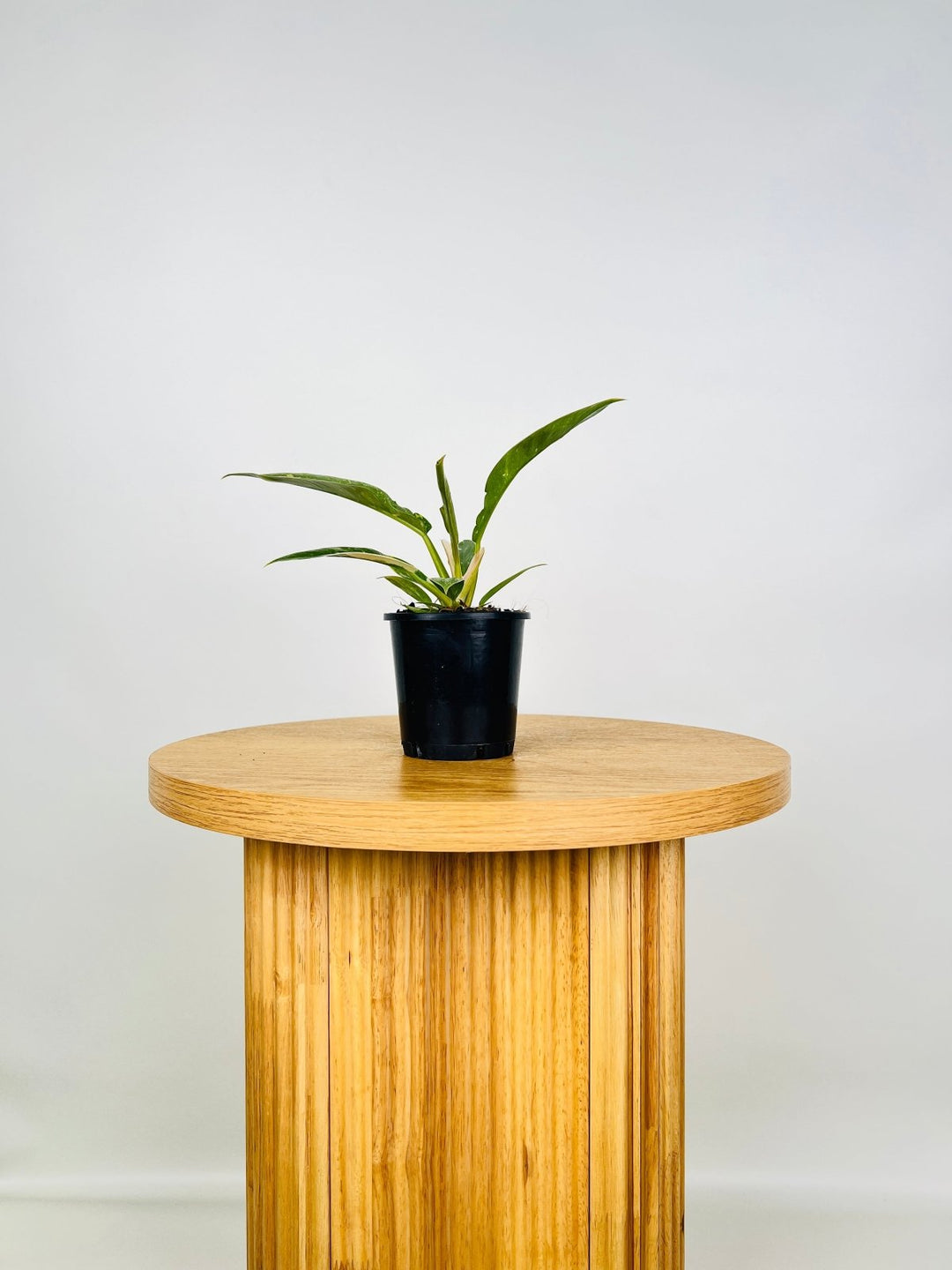 philodendron ring of fire australia Philodendron Ring of Fire | Uprooted