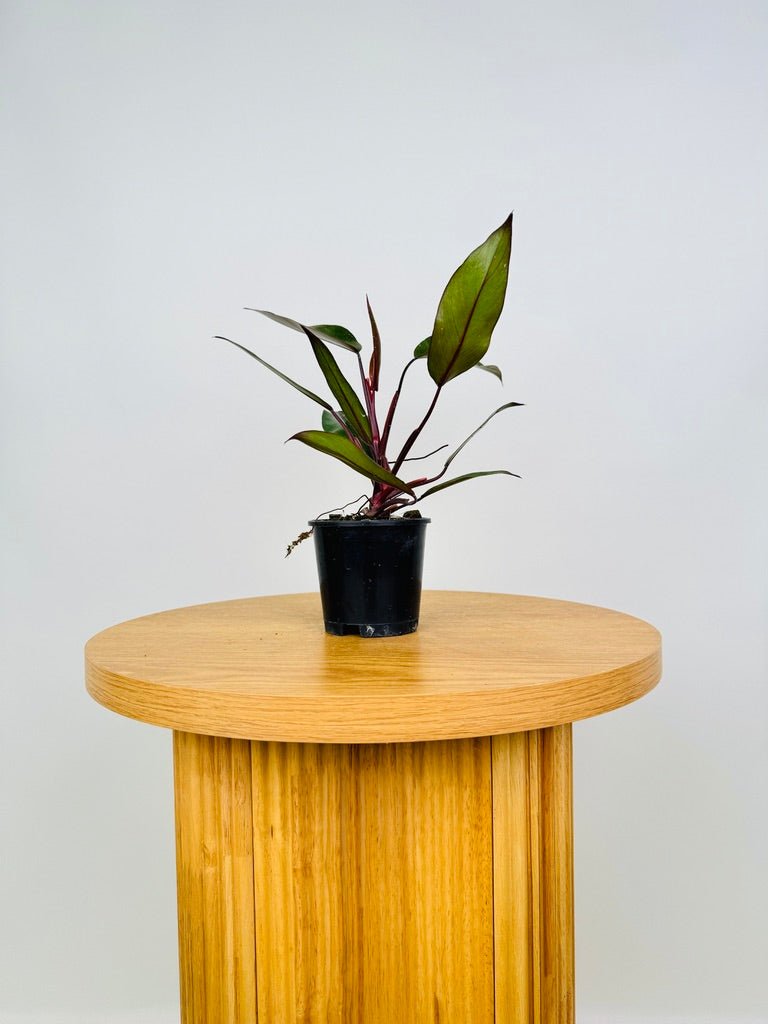 philodendron erubescens royal queen Philodendron Royal Queen | Uprooted