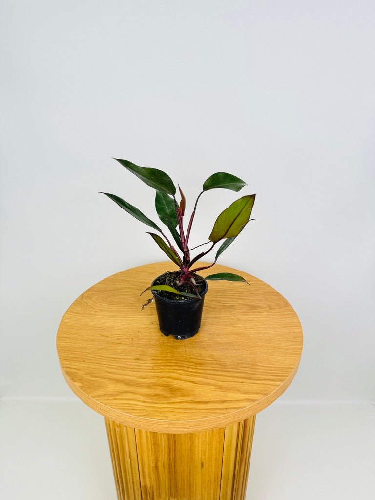 philodendron royal Philodendron Royal Queen | Uprooted