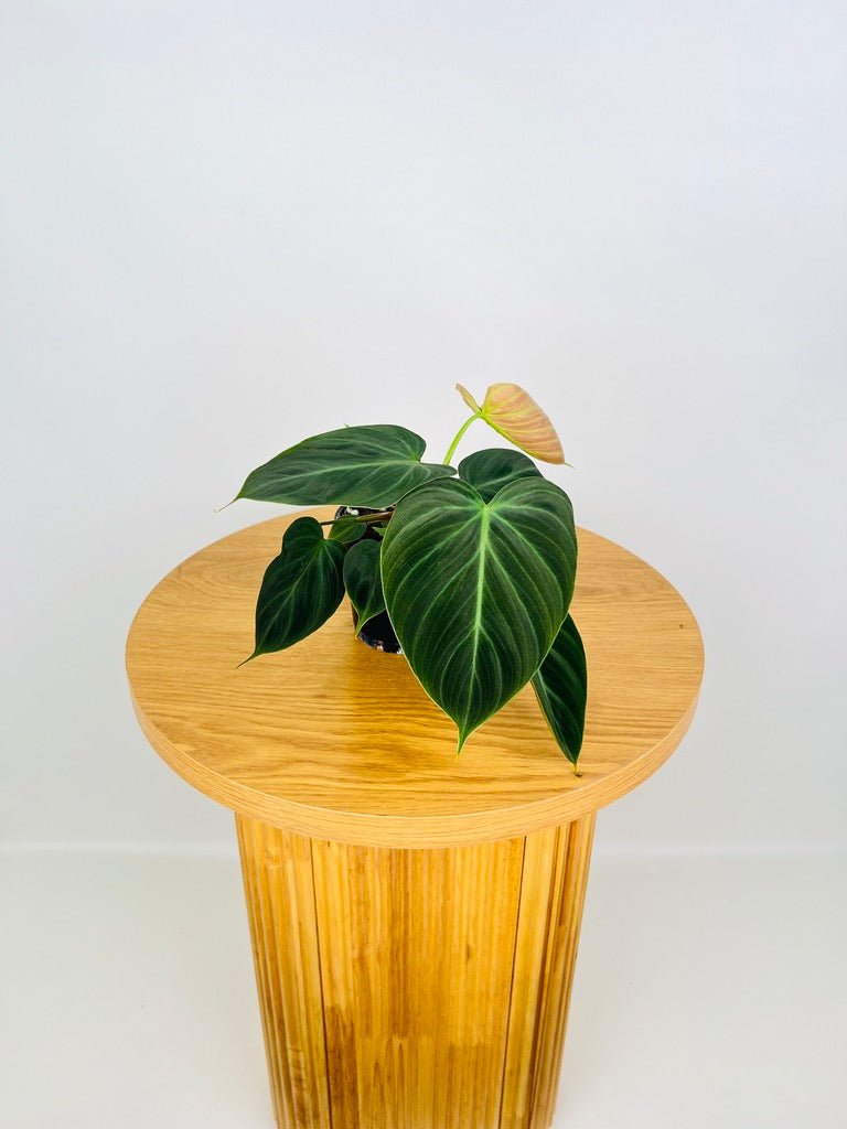 philodendron rubrijuvenile Philodendron Rubrijuvenile - El Choco Red | Uprooted