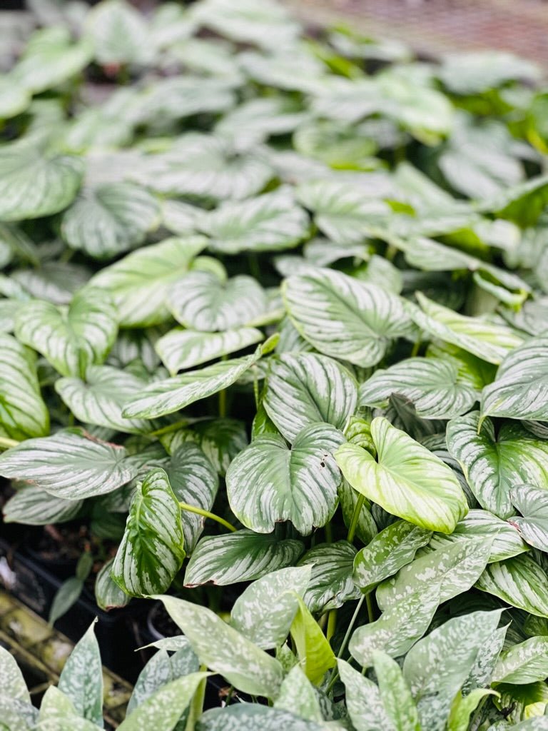silver cloud philodendron Philodendron Silver Cloud | Uprooted