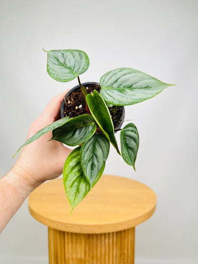 Philodendron Sodiroi | Uprooted