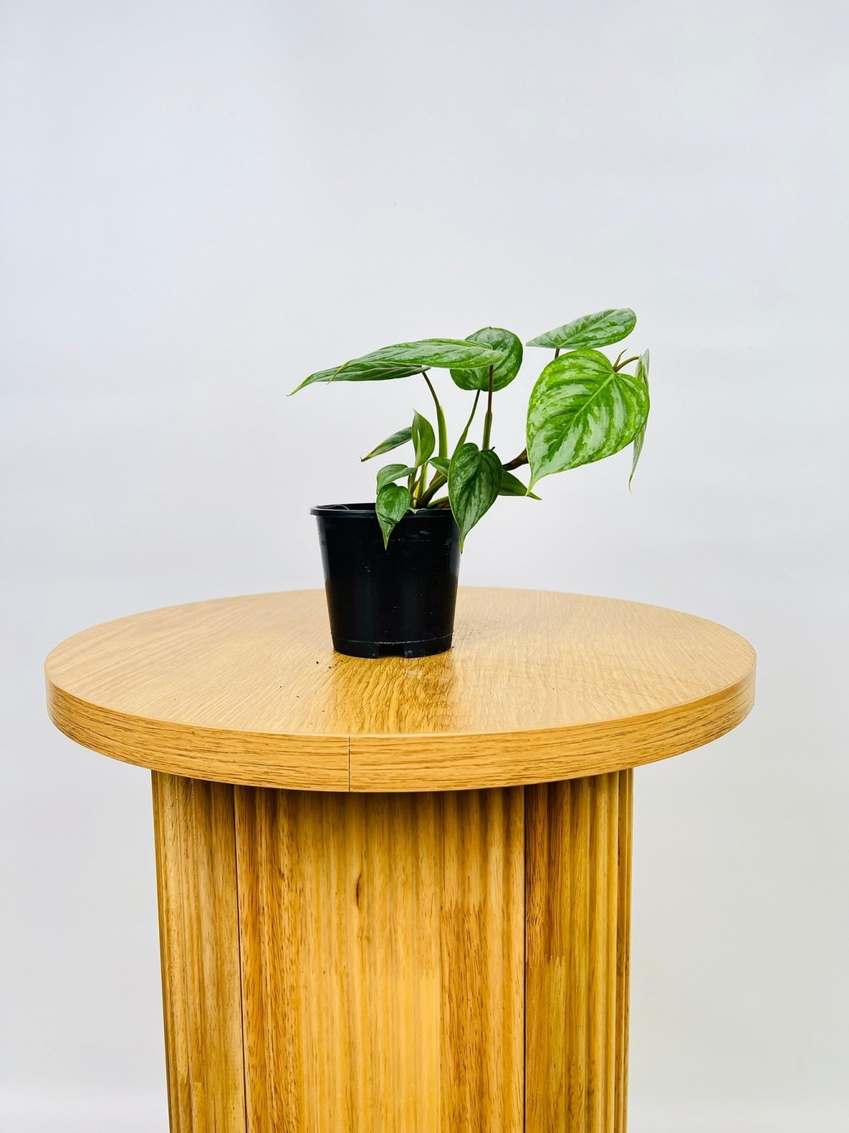 Philodendron Sodiroi Uprooted Buy Plants Online Australia