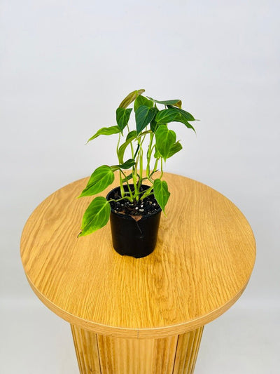 Philodendron Splendid | Uprooted