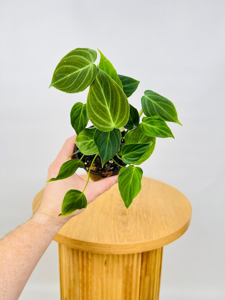 Philodendron Splendid | Uprooted
