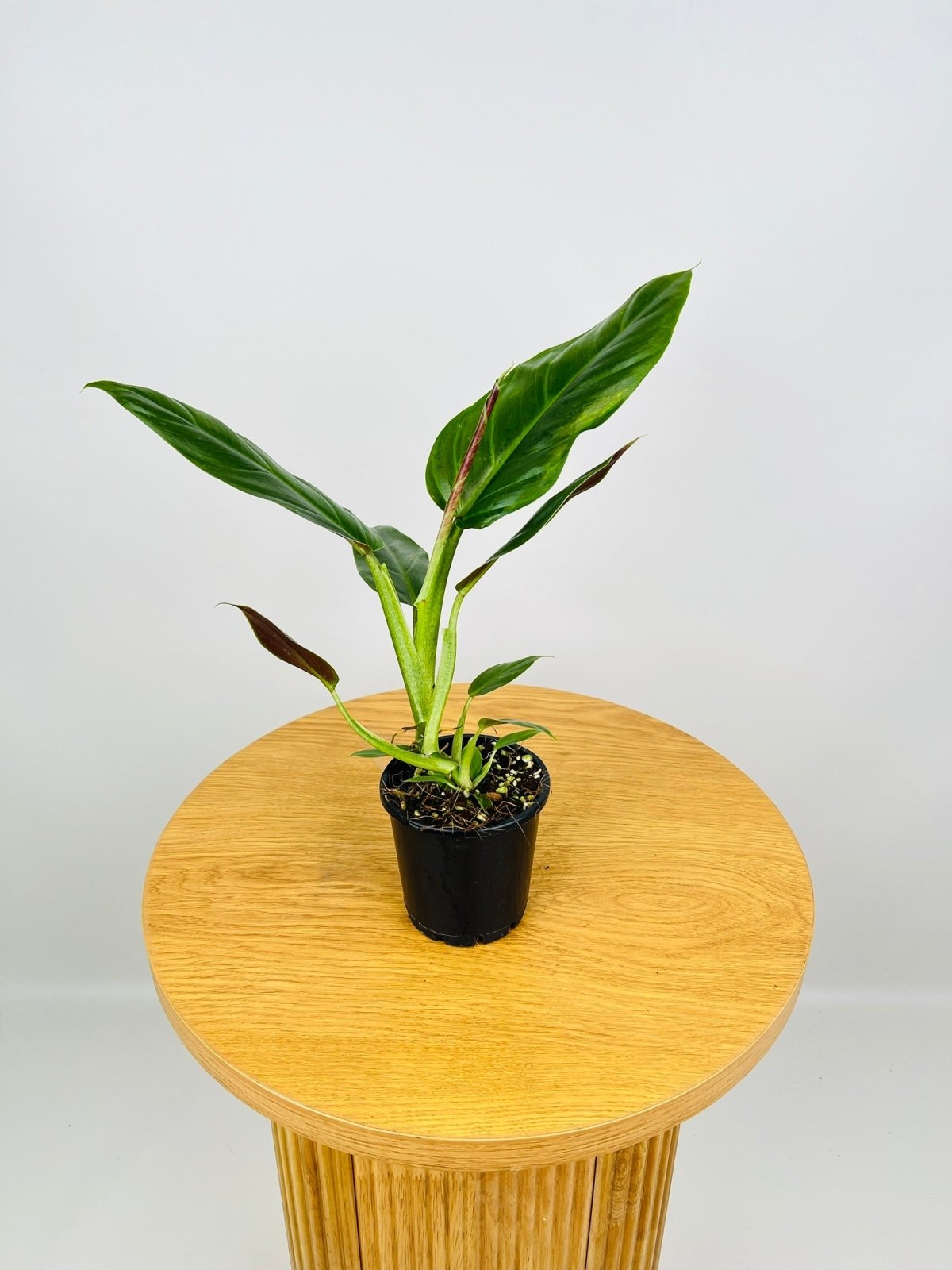 Philodendron Subhastatum | Uprooted