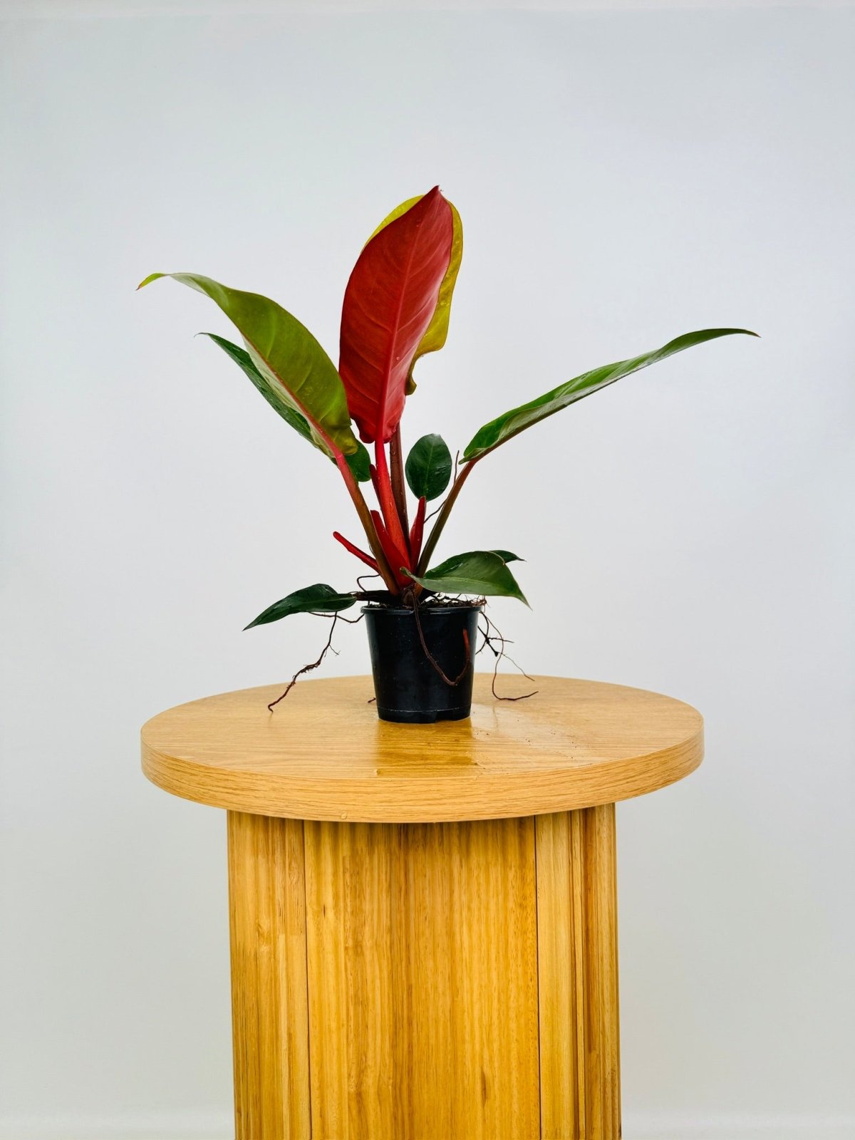 Philodendron Sun Red | Uprooted