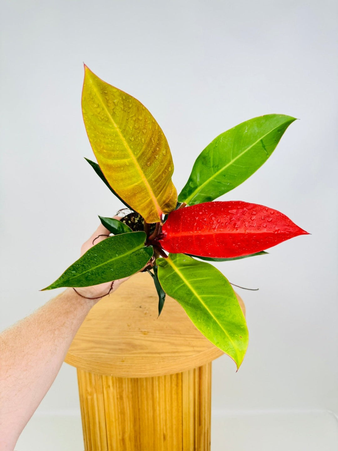 sunlight philodendron Philodendron Sun Red | Uprooted