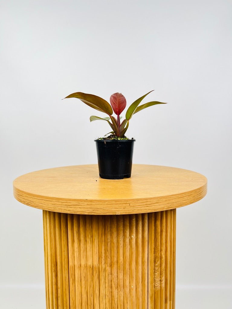 philodendron sunshine Philodendron Sun Red | Uprooted