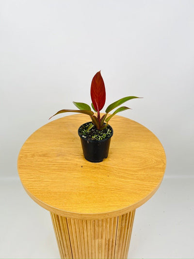 Philodendron Sun Red | Uprooted