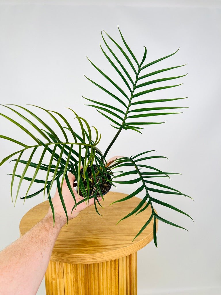 philodendron tortum for sale Philodendron Tortum | Uprooted