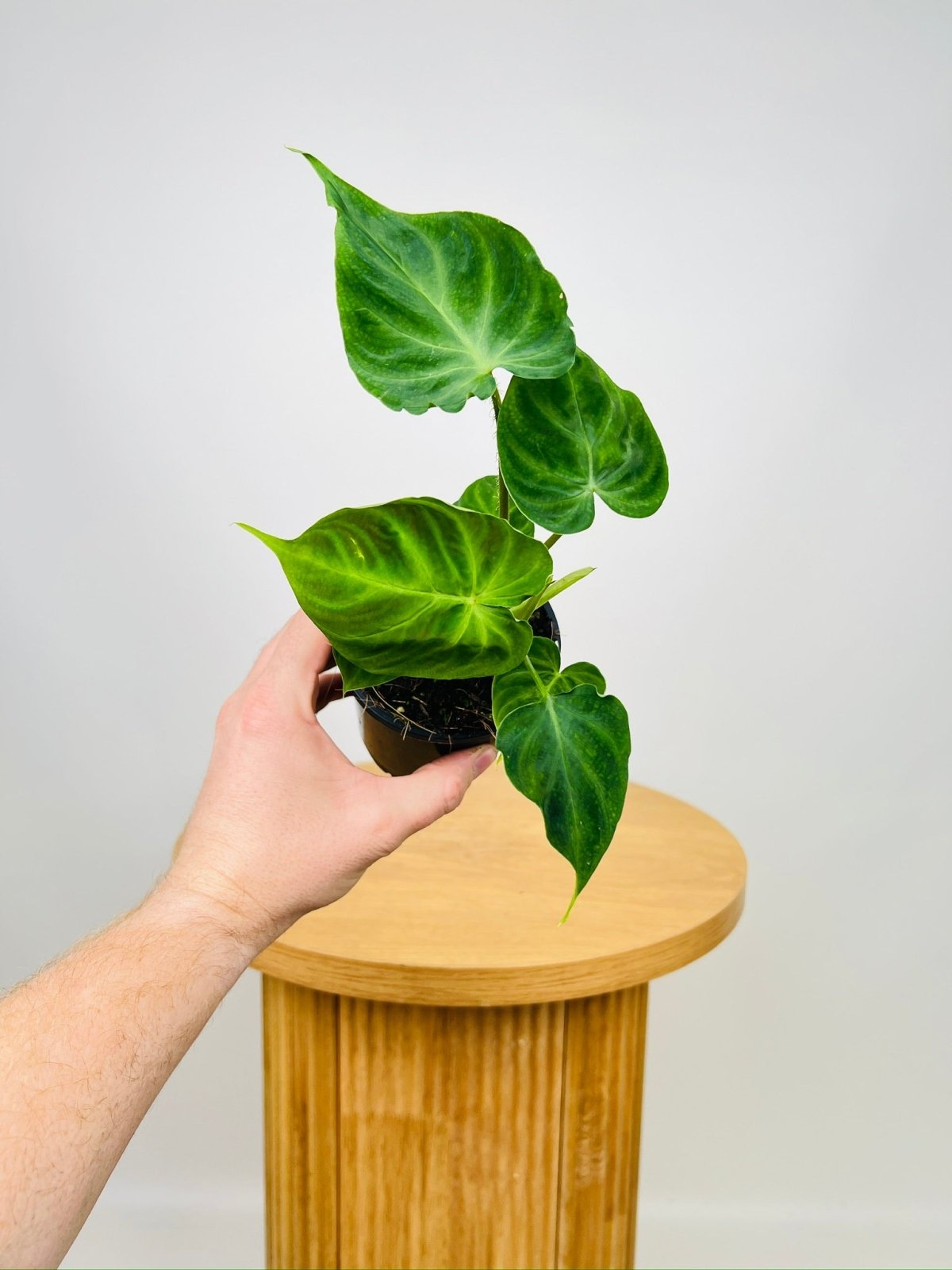 Philodendron Verrucosum | Uprooted