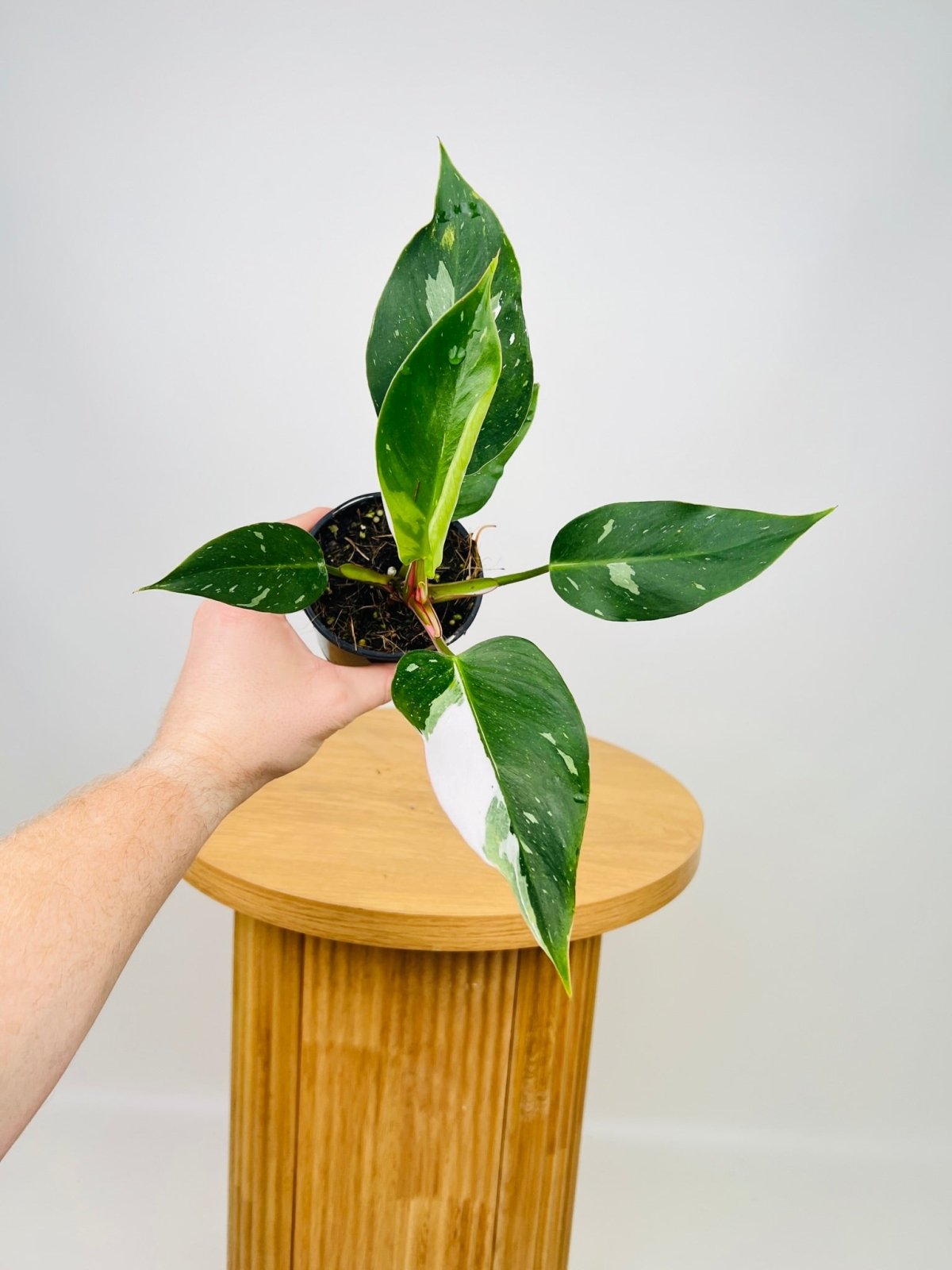 Philodendron White Princess | Uprooted