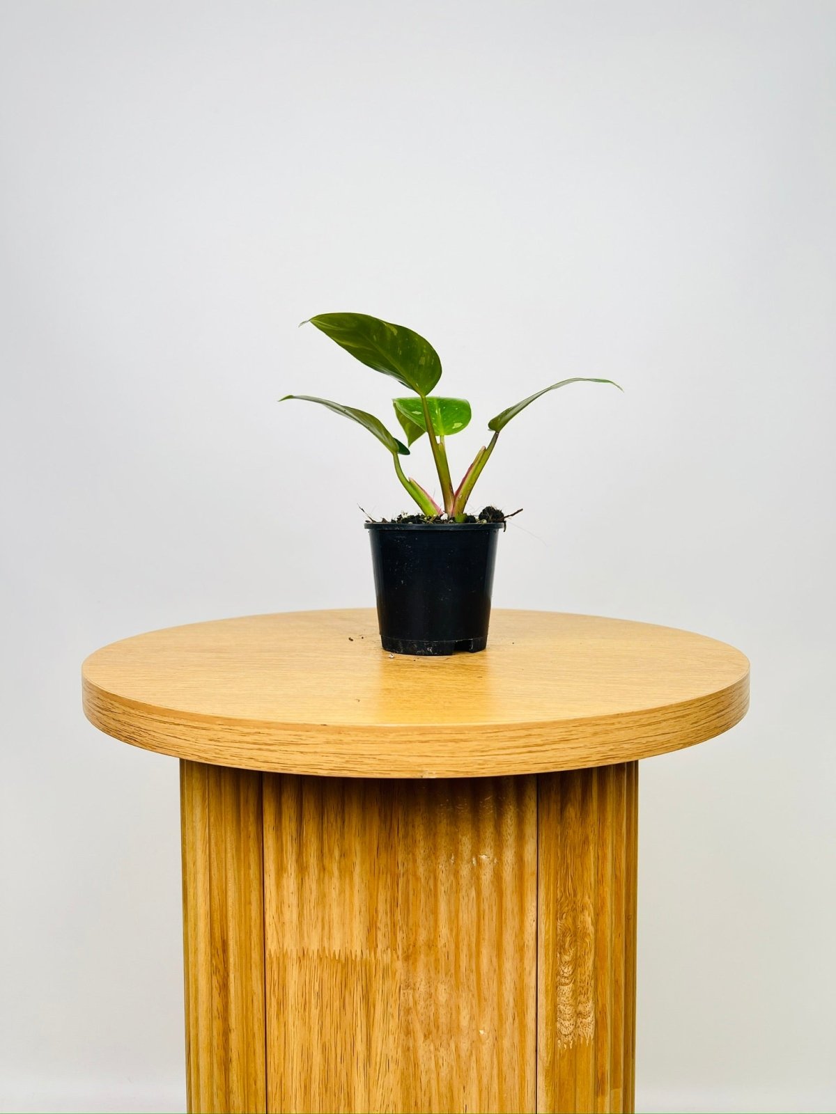 Philodendron White Princess | Uprooted
