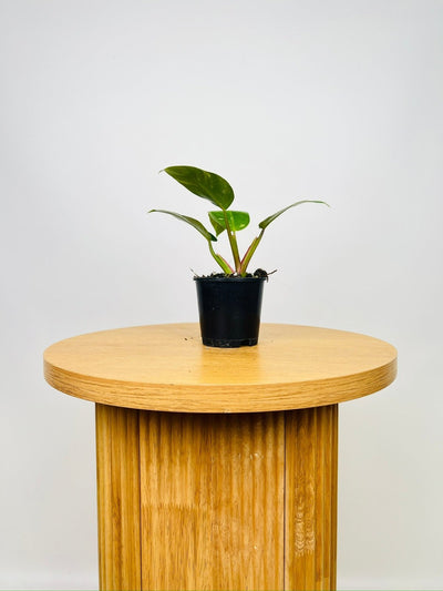 Philodendron White Princess | Uprooted