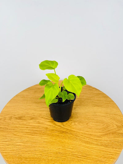 Philodendron Xanadu Golden Mini | Uprooted