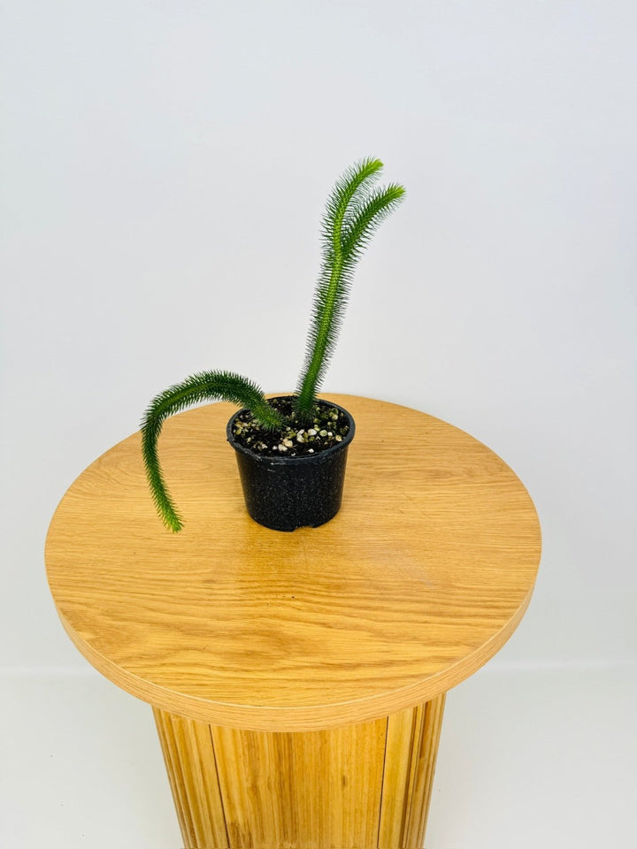 Phlegmariurus Hippuris - Indonesian Short Stem Tassel Fern | Uprooted